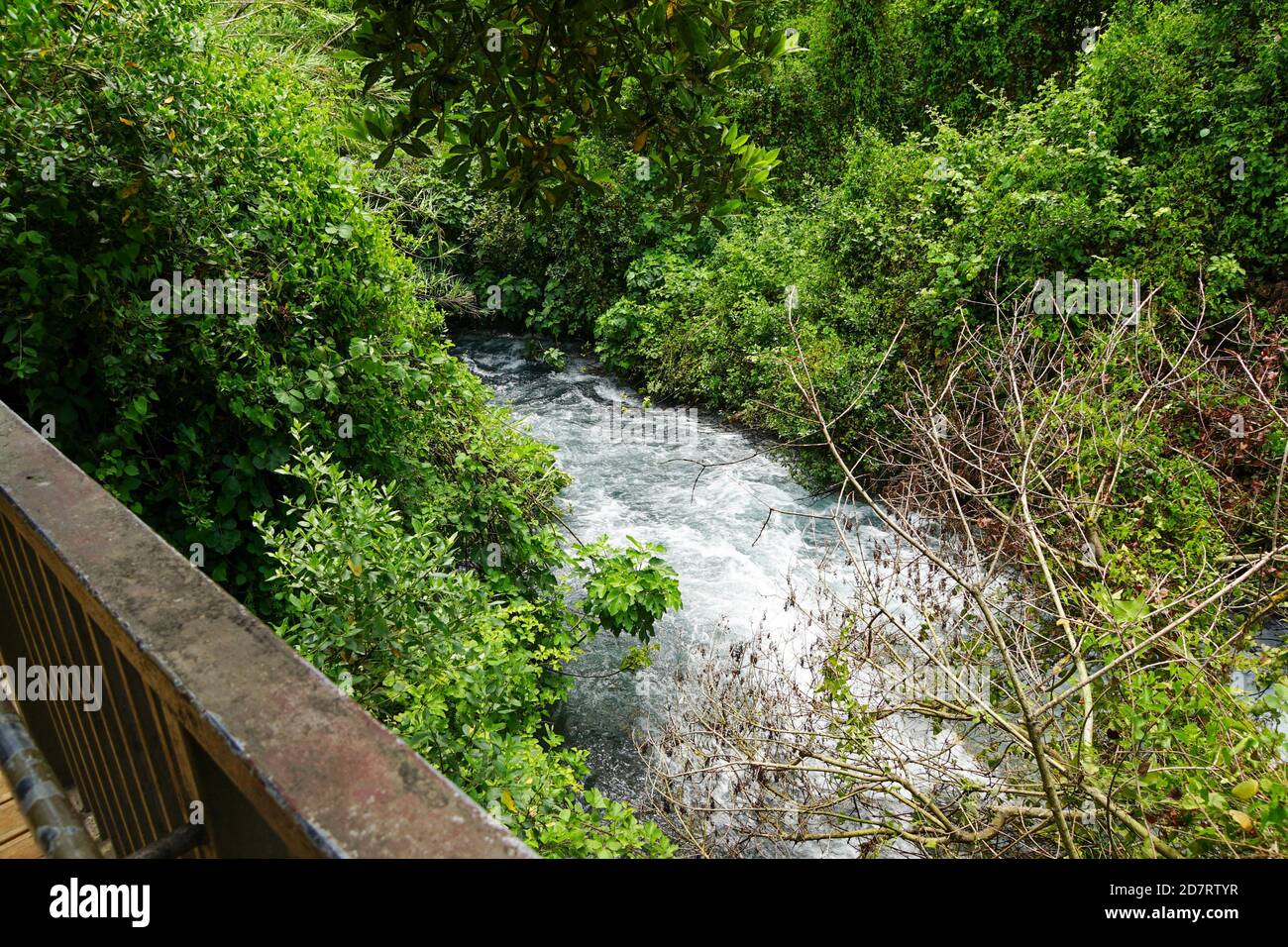 Israel, Upper Galilee, Dan river [a tributary of the Jordan River] in