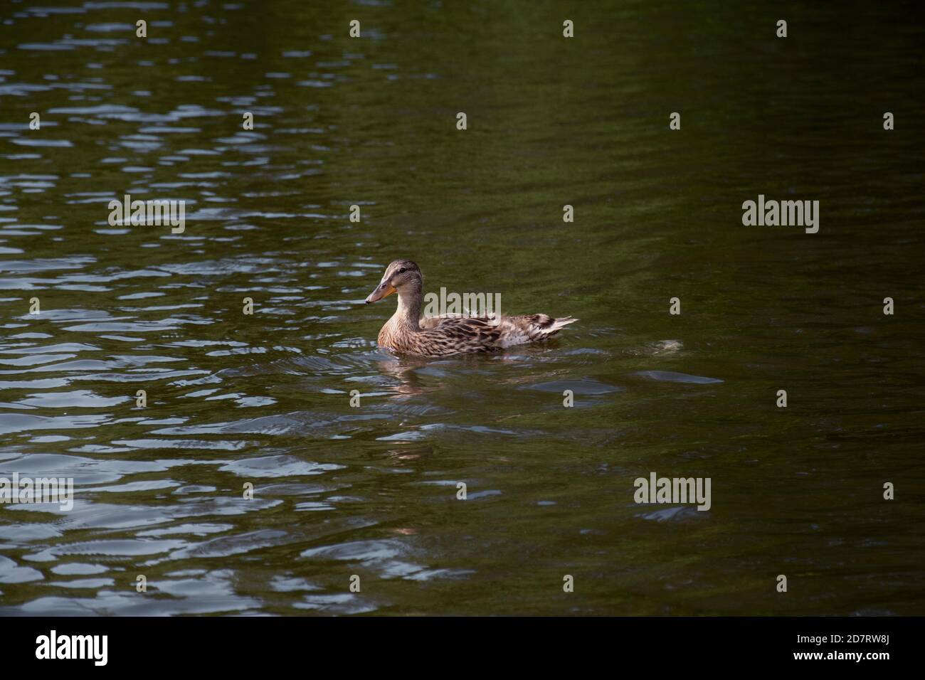 A brown, female mallard duck swimming in greenish water and sunlight Stock Photo