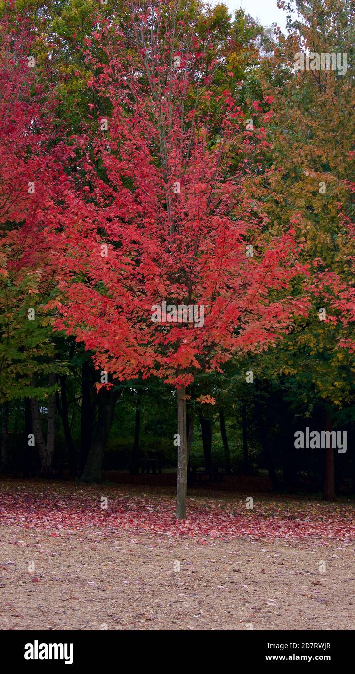 Individual tree hi-res stock photography and images - Alamy