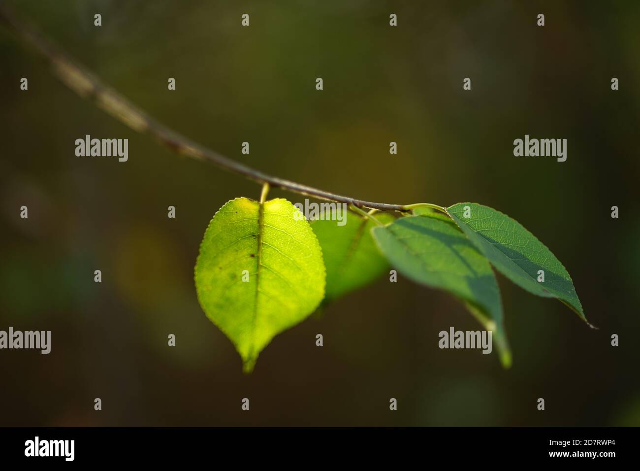 Tree branch with small green leaves in sunny forest Stock Photo - Alamy