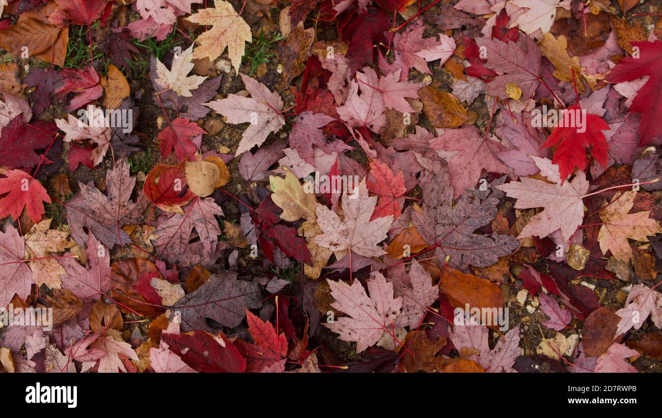 Autumnal background image showing leaves in assorted colours including red Stock Photo