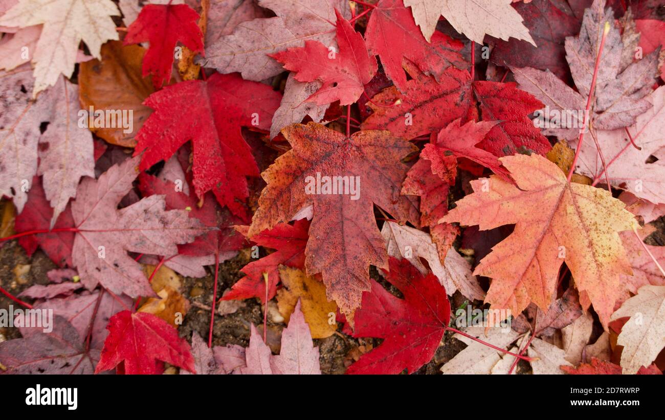 Close up of autumnal or fall foliage with assorted coloured leaves including red Stock Photo