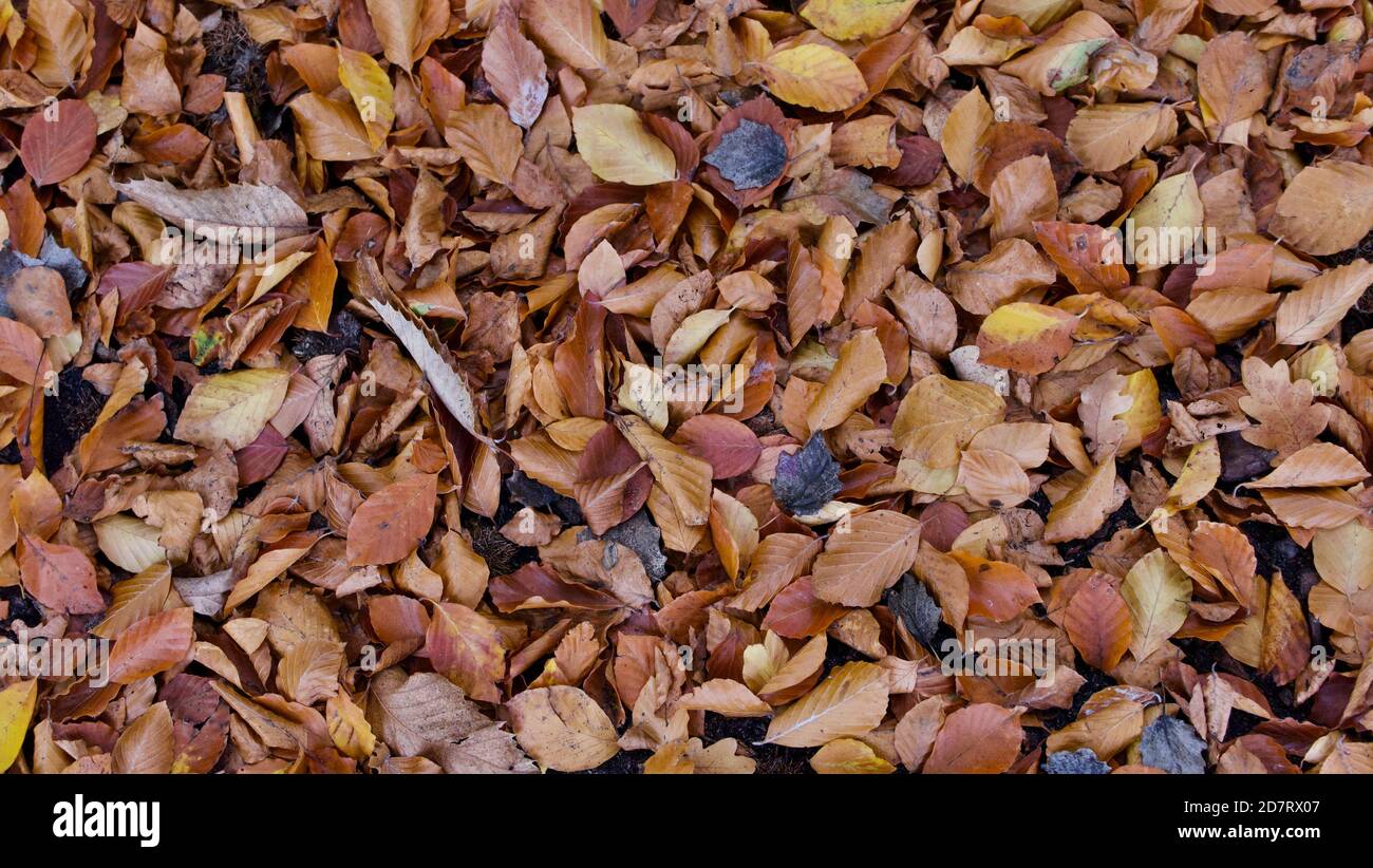 Brown autumnal foliage background with leaves of assorted brown colours ...