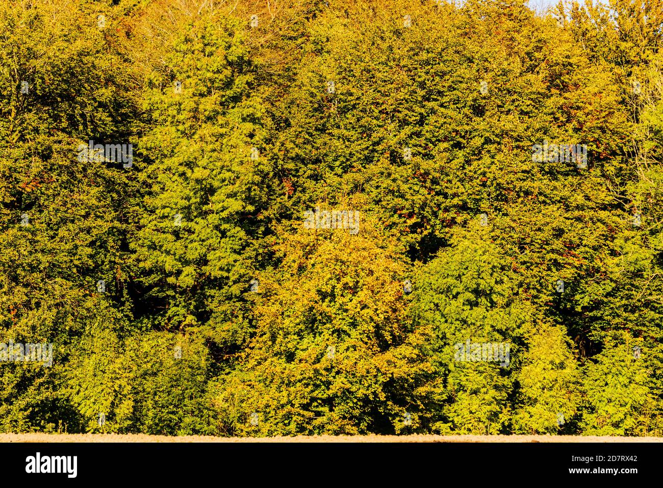 Herbstliche Impressionen aus Schleswig-Holstein im Oktober. Stock Photo