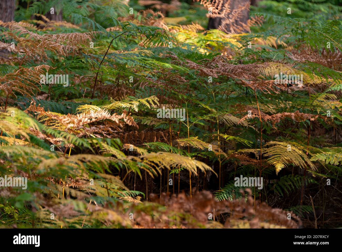 Herbstliche Impressionen aus Schleswig-Holstein im Oktober. Von der Herbstsonne beschienene Farne im Wald Stock Photo
