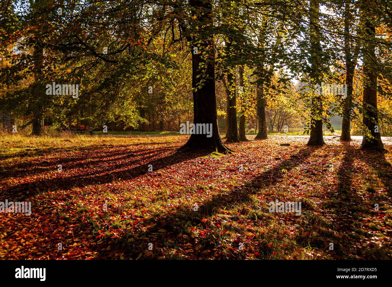 Herbstliche Impressionen aus Schleswig-Holstein im Oktober. Stock Photo