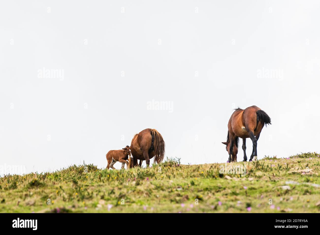 Team of wild horses and young colt eating grass in Galicia on a foggy day. Stock Photo