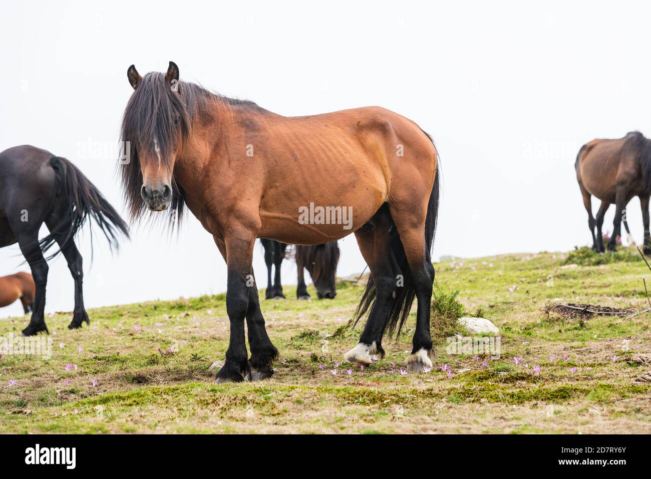 Team of wild horses eating grass in Galicia on a foggy day. Stock Photo