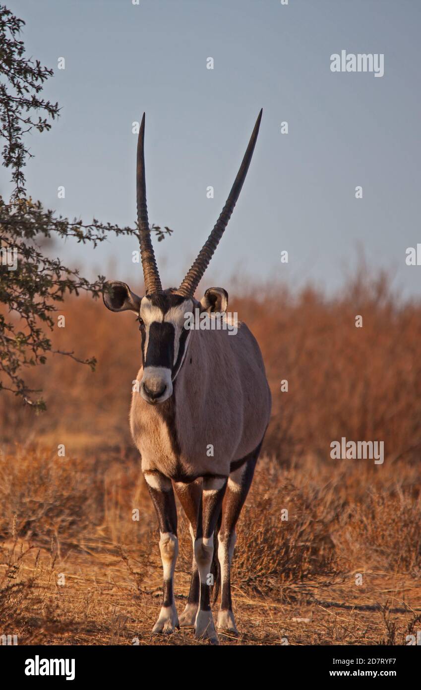 Single Oryx in Kgalagadi Trans Frontier Park 4644 Stock Photo