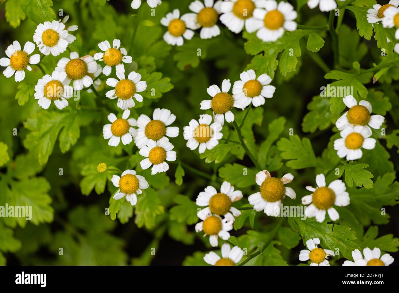 summer patern of small pyrethrum flowers growing in the garden Stock Photo