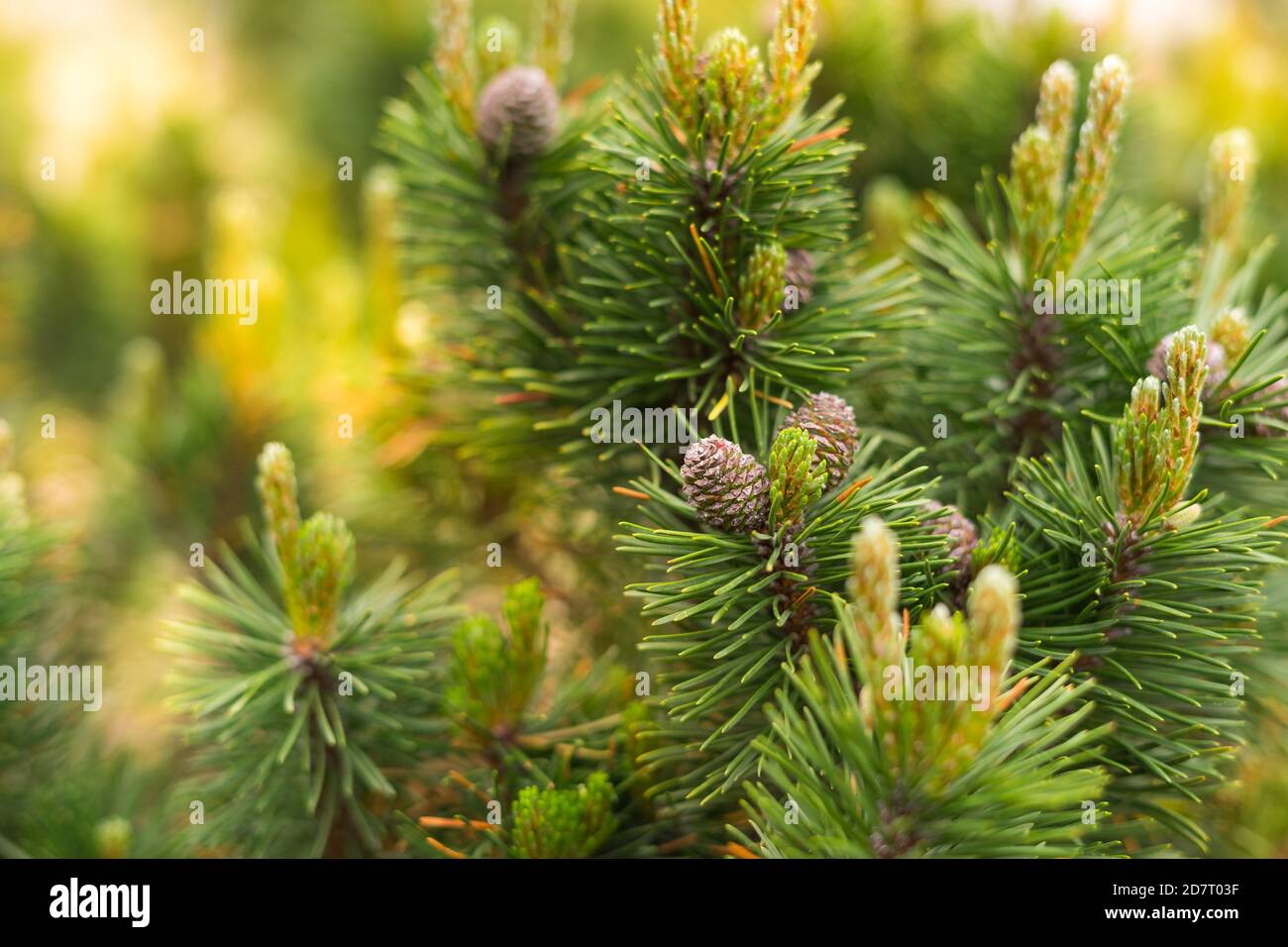 Decorative pine tree grows in the garden in the sun Stock Photo - Alamy