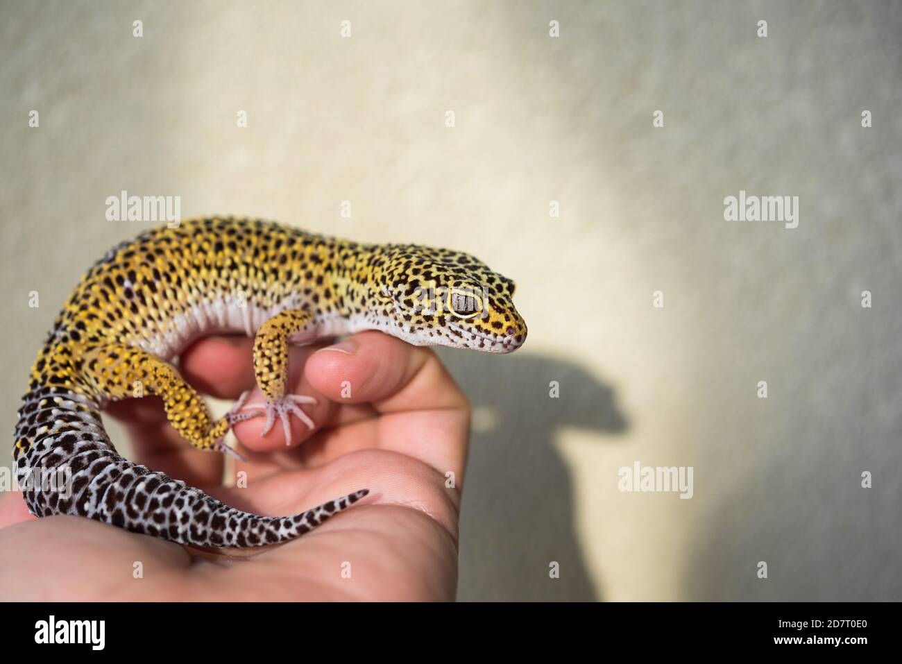 Eublepharis is cute leopard gecko sits on the hand. Stock Photo