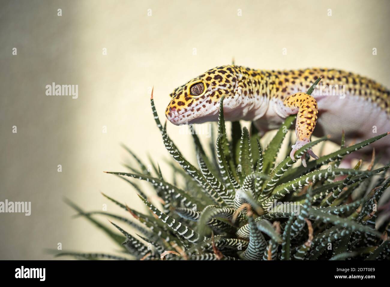 Eublepharis is cute leopard gecko Stock Photo