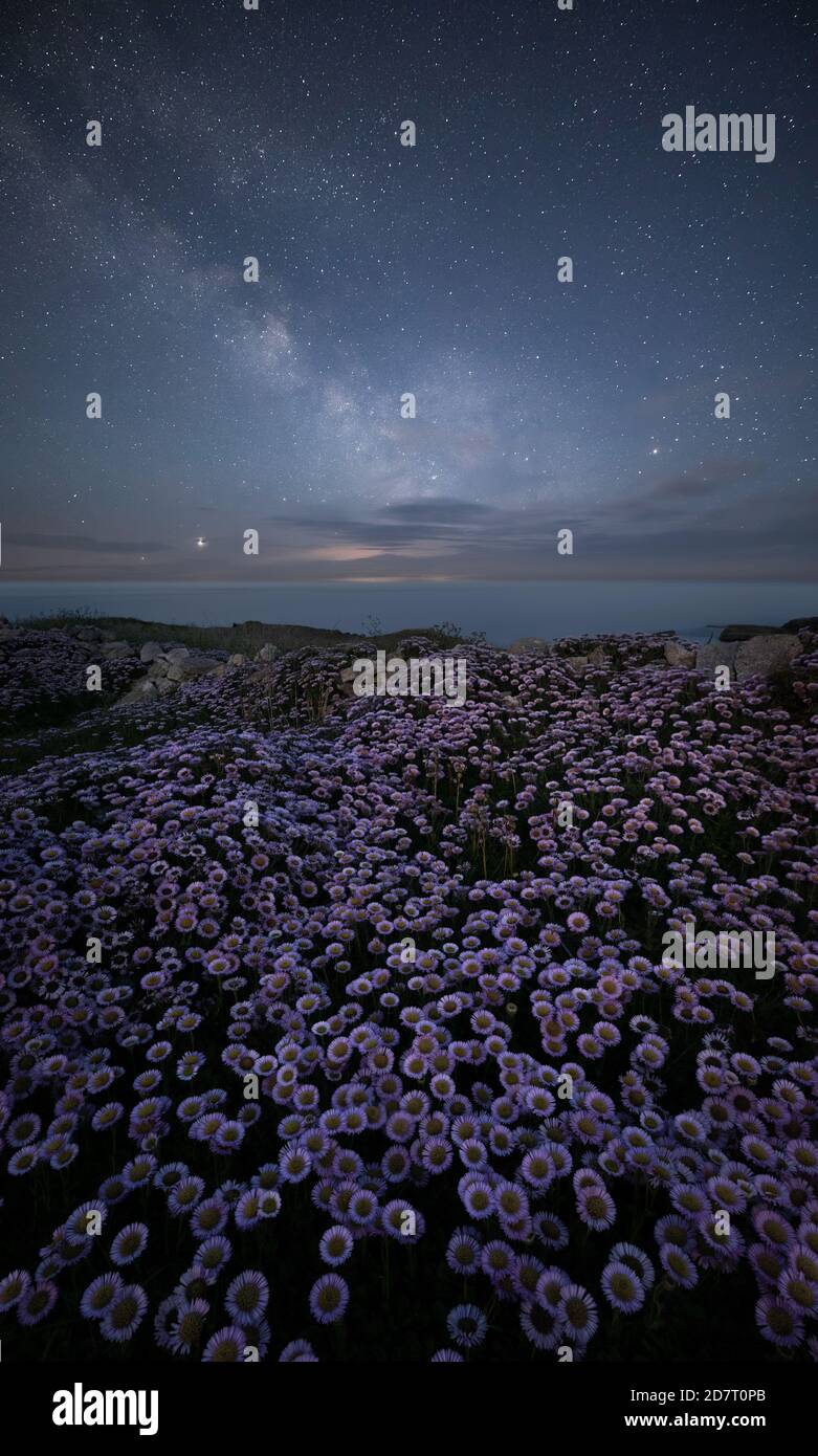 Fleabane in bloom at night with the Milky Way, Isle Of Portland, Dorset, England, UK Stock Photo