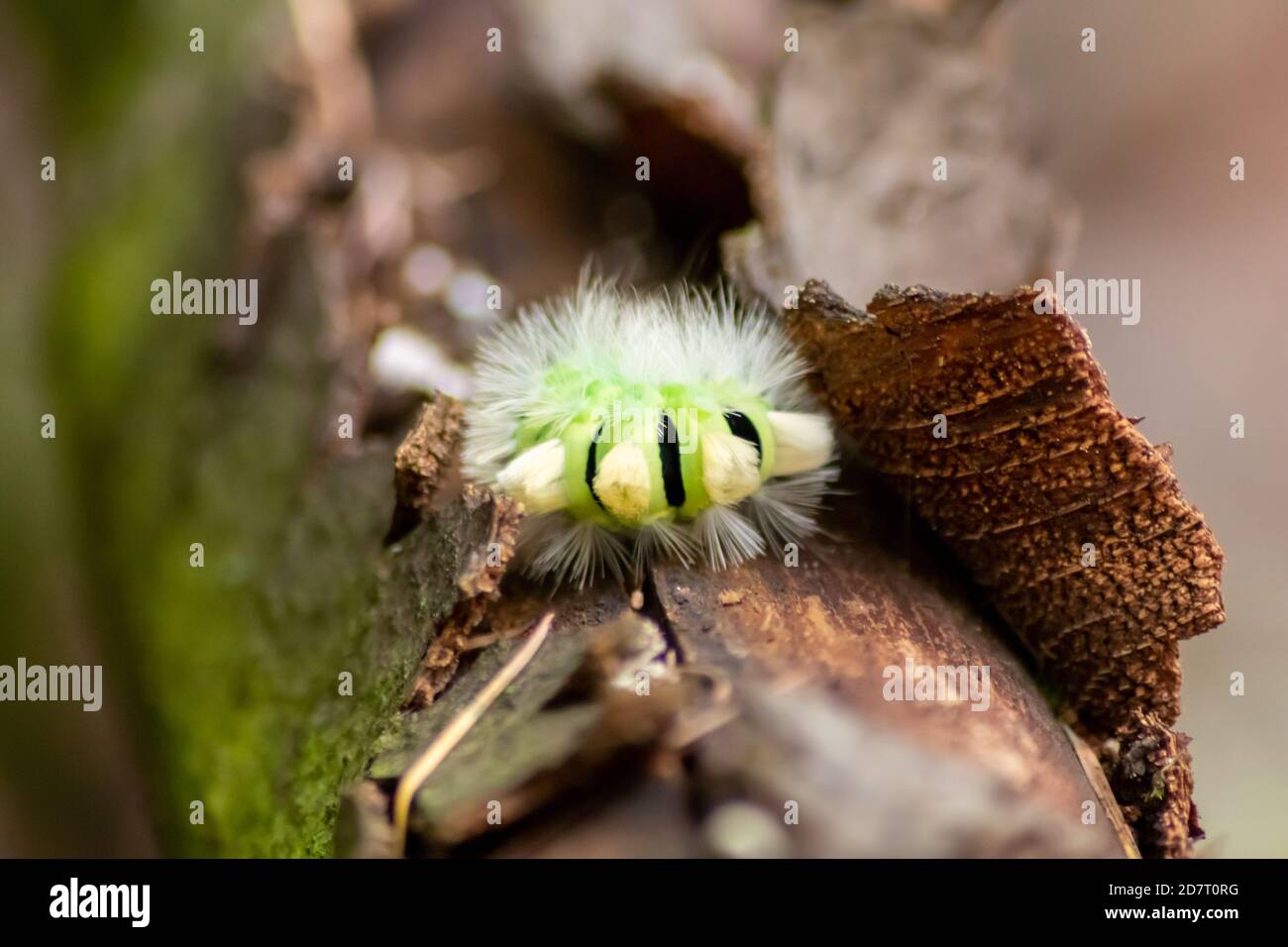 Big yellow hairy caterpillar with bushy red tail (Calliteara pudibunda) hides under tree bark with long poisonous hair and green color and convolves Stock Photo