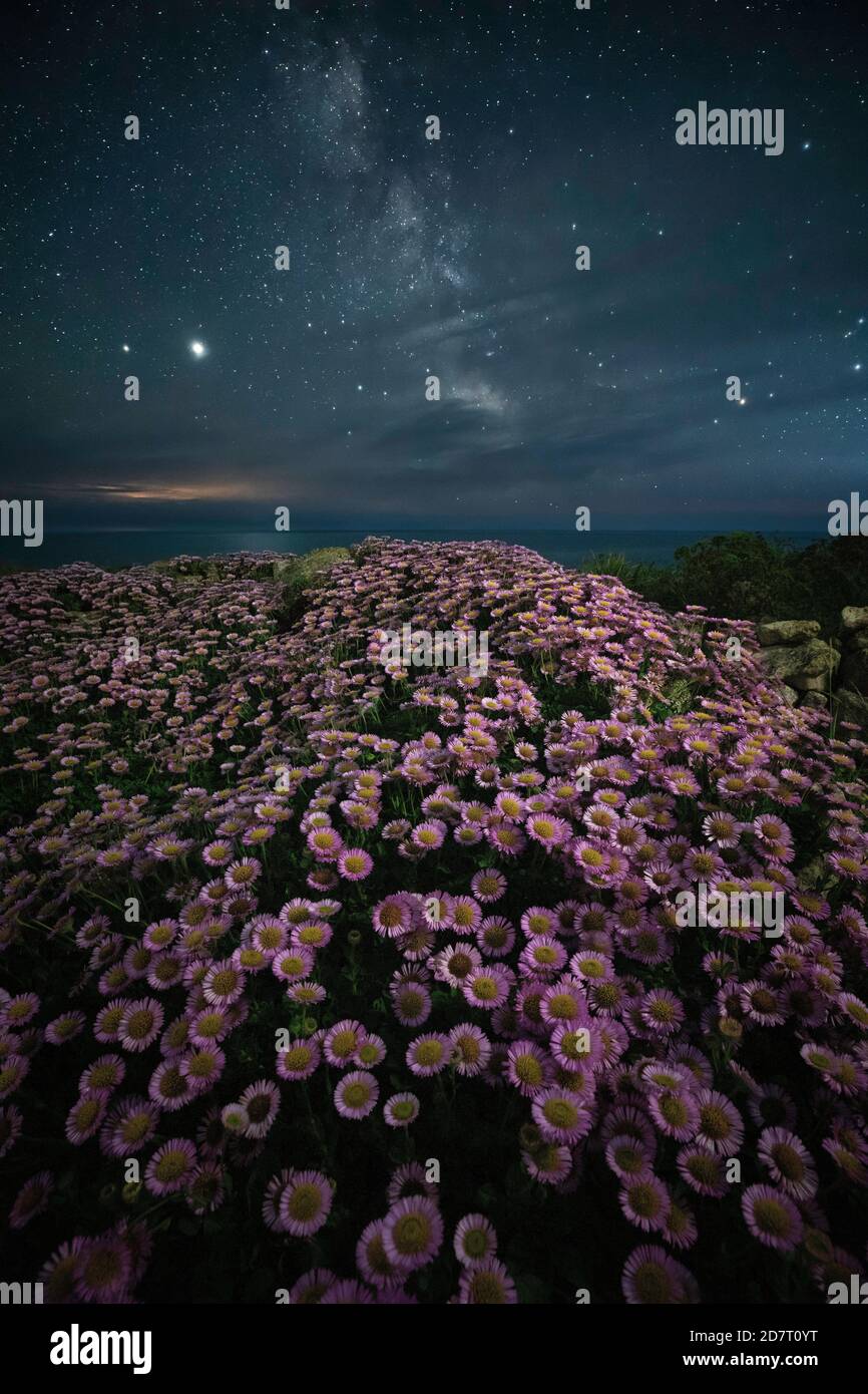 Fleabane in bloom at night with the Milky Way, Isle Of Portland, Dorset, England, UK Stock Photo