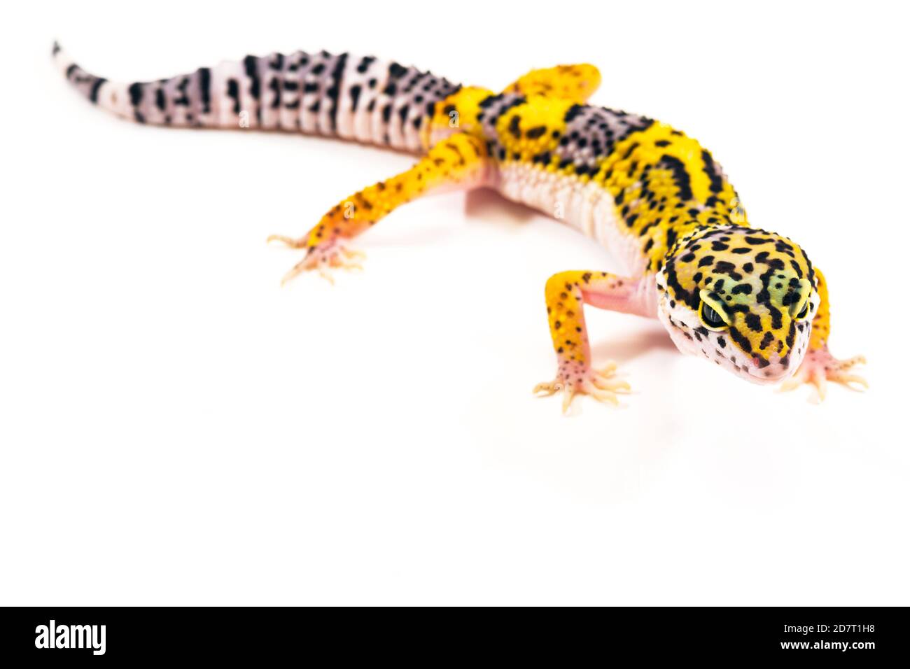 Eublepharis Macularius is cute leopard gecko. Stock Photo