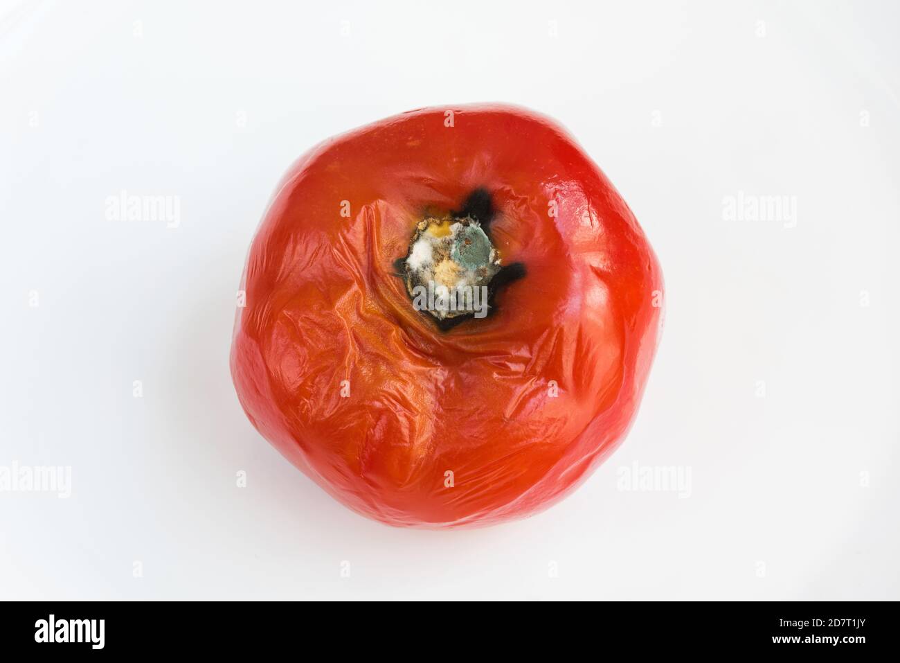 Rotten tomato spoiled by fungi and mold on white background. Inappropriate storage of vegetables. Stock Photo