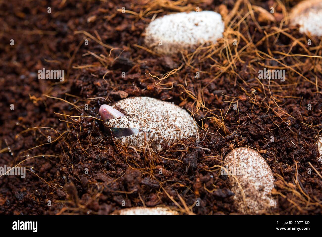 Cute leopard gecko hatching of egg. Little lizard (Eublepharis ...