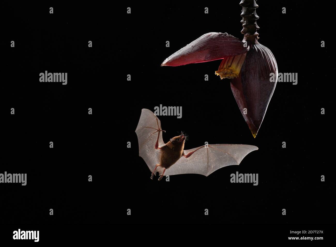 Orange Nectar Bat (Lonchophylla robusta) feeding from Banana flower (inflorescence moussa), Lowland rainforest, Costa Rica Stock Photo