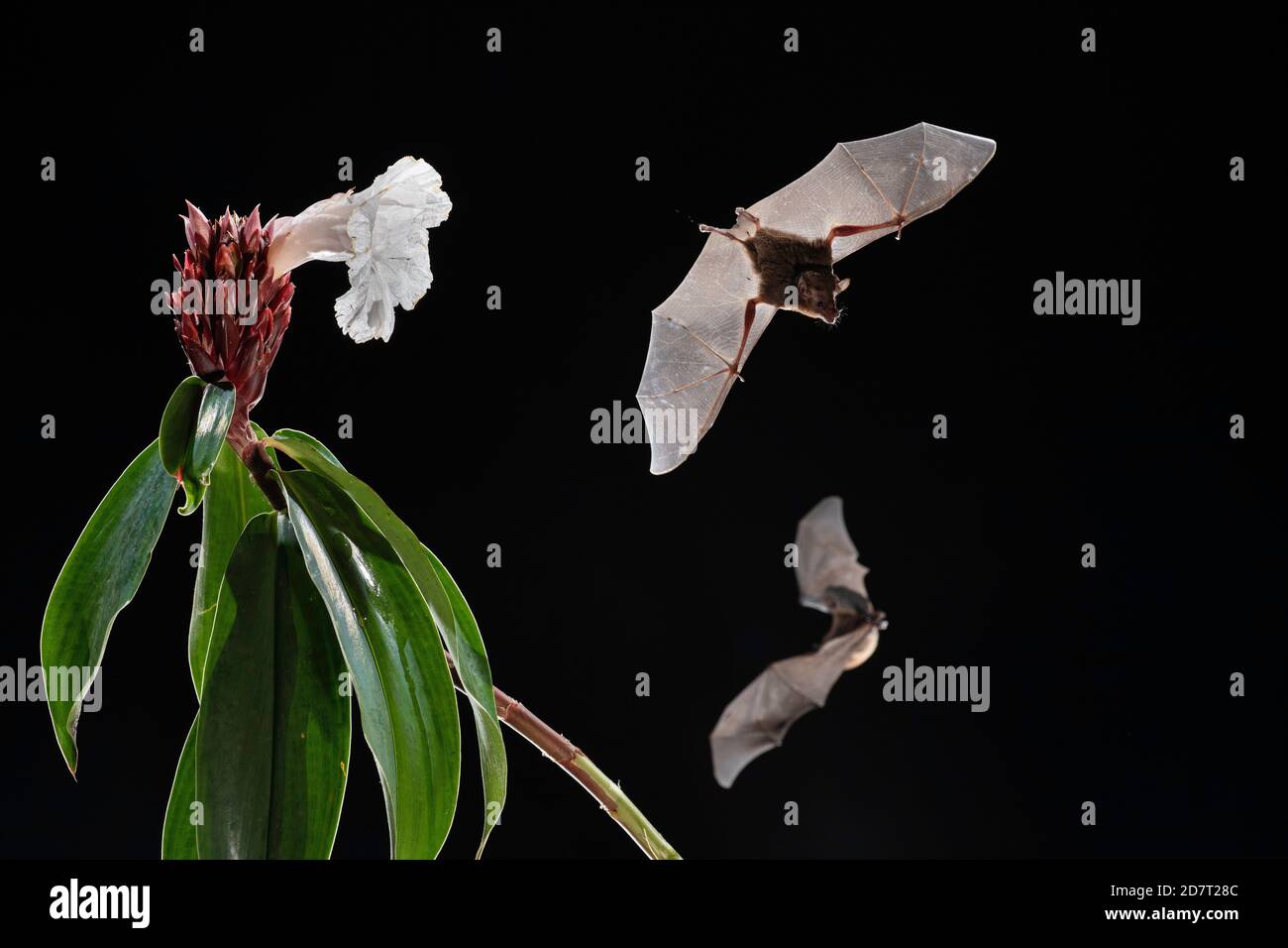 Pallas's long-tongued Bat (Glossophaga soricina) feeding from flower, Lowland rainforest, Costa Rica Stock Photo