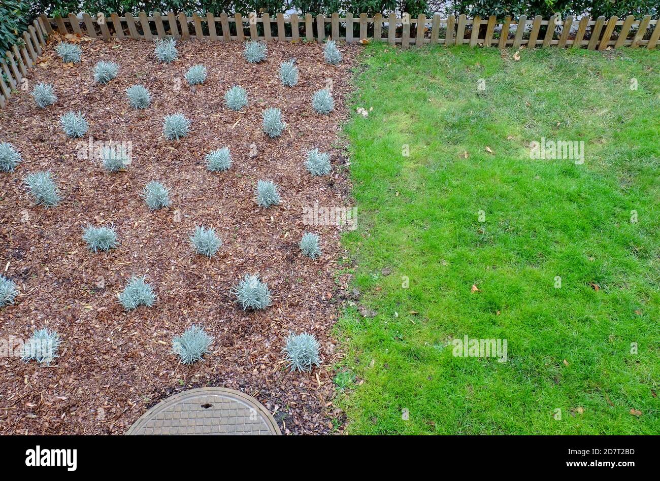 Combined lawn and flower bed. Bark mulch background texture, small wood