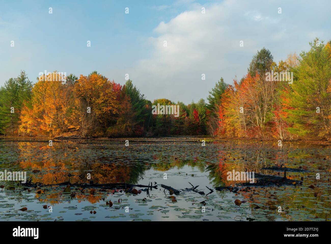 Beaver pond and fall foliage at Southeast Land Trust property in