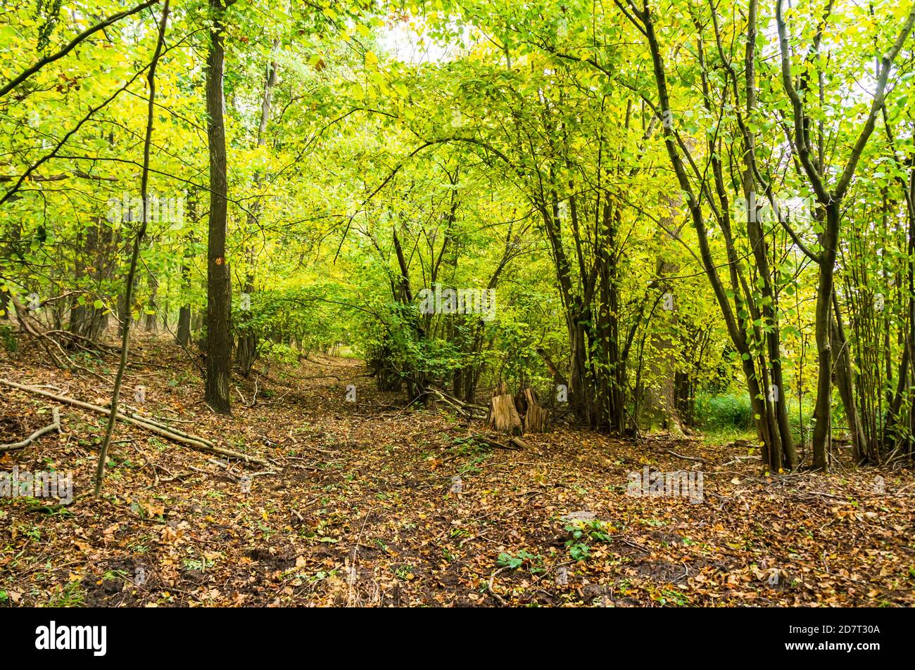 Autumn in the forest Stock Photo - Alamy