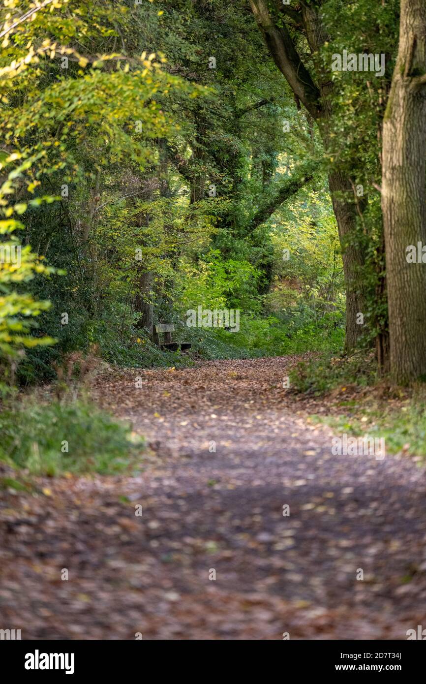 Looking a long a path into autumn woodland on Pontesbury Hill in Shropshire UK with leaves on the ground and the trees turning colour Stock Photo