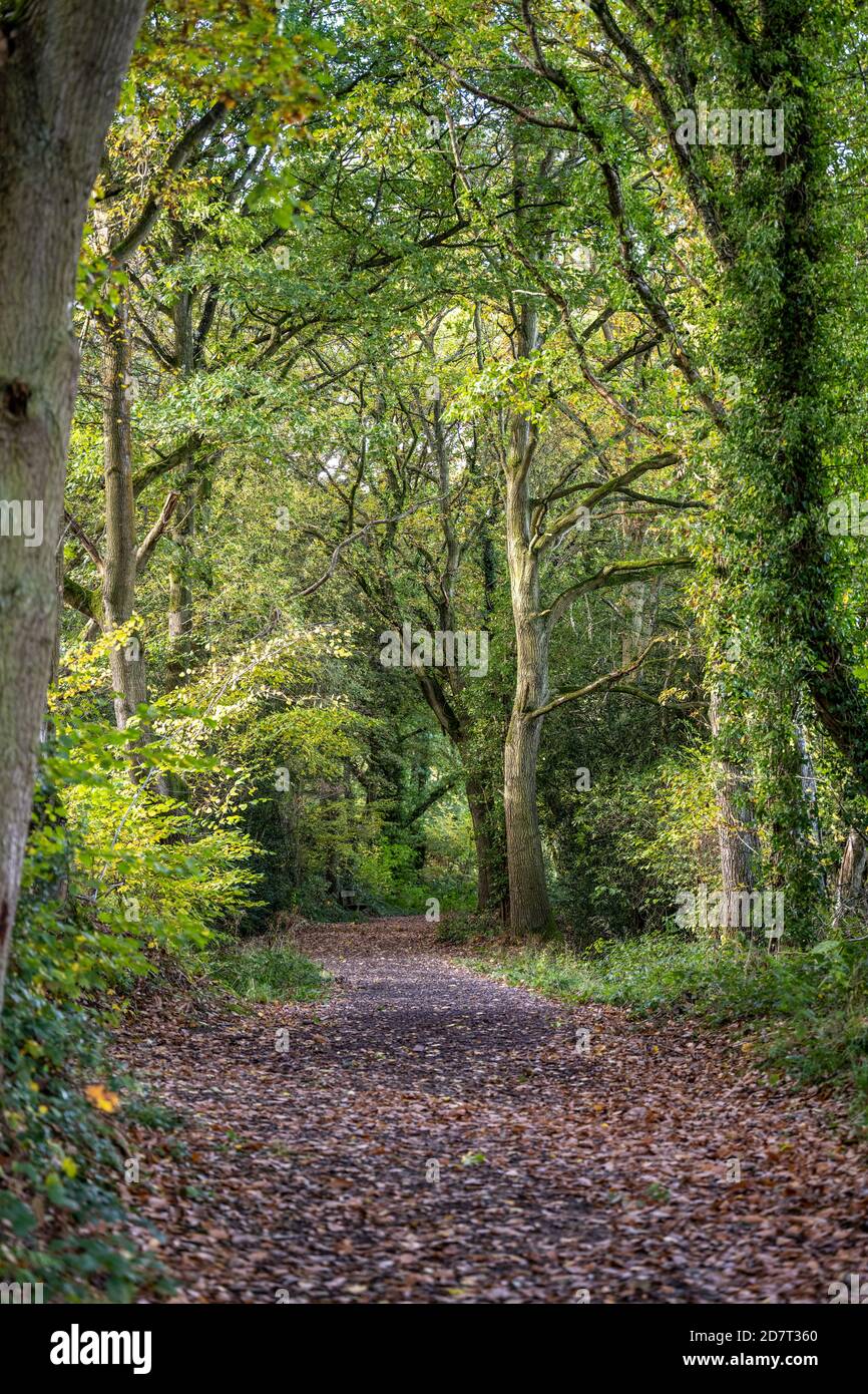 Looking a long a path into autumn woodland on Pontesbury Hill in Shropshire UK with leaves on the ground and the trees turning colour Stock Photo