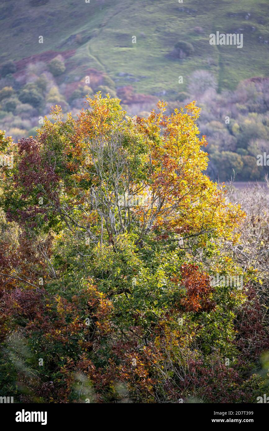 Autumn colours on the trees in woodland on Pontesbury Hill, Shropshire UK Stock Photo