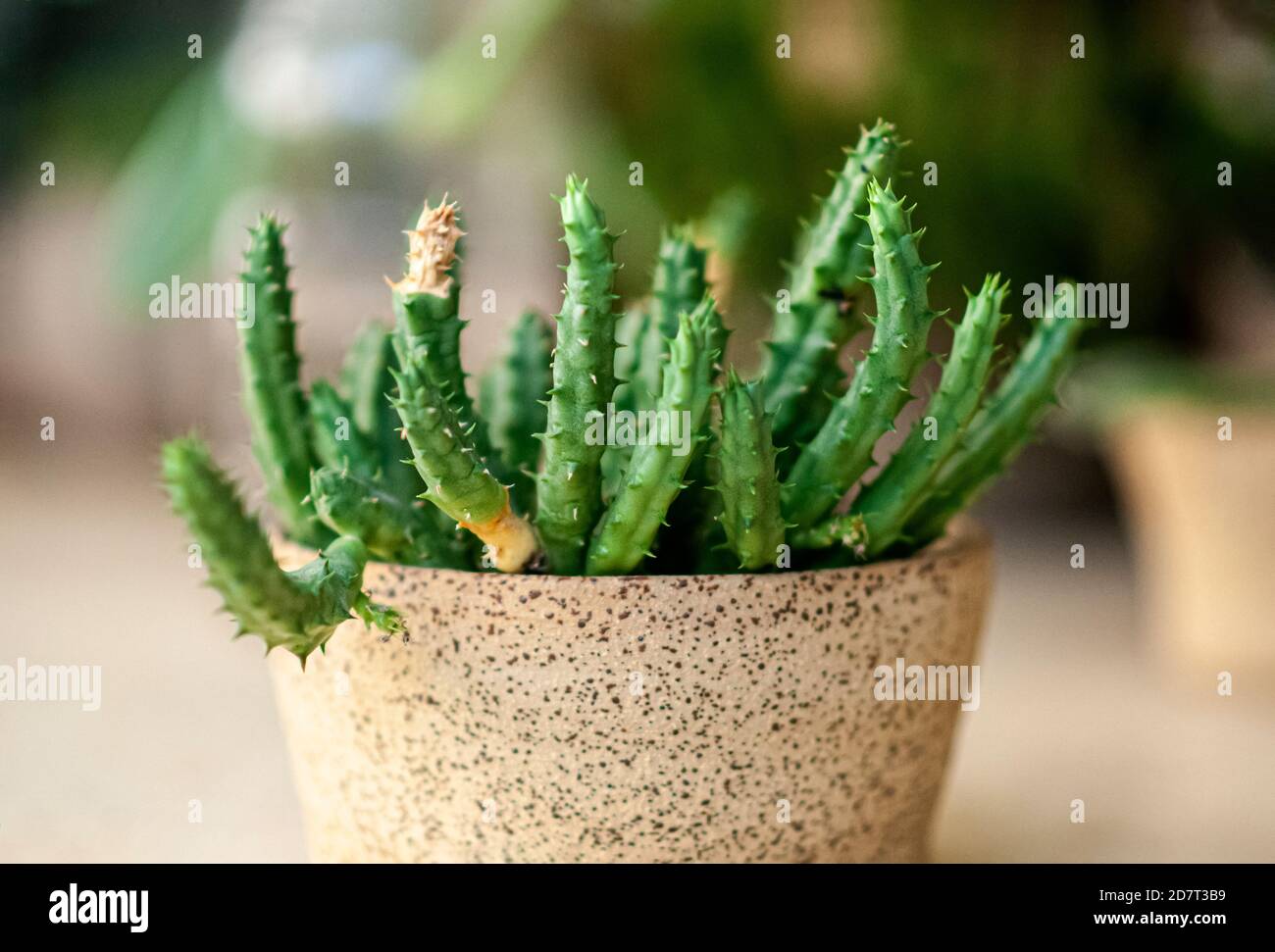 Damage and rot caused by insects on a Stapelia plant. Stapelia is a genus of low-growing, spineless, stem succulent plants, predominantly from South A Stock Photo