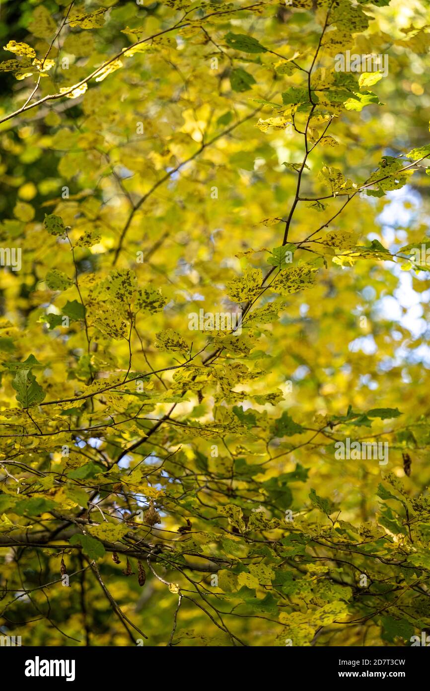 Close cropped shot of yellow leaves on a tree in autumn in an English wood against a blue sky. Stock Photo