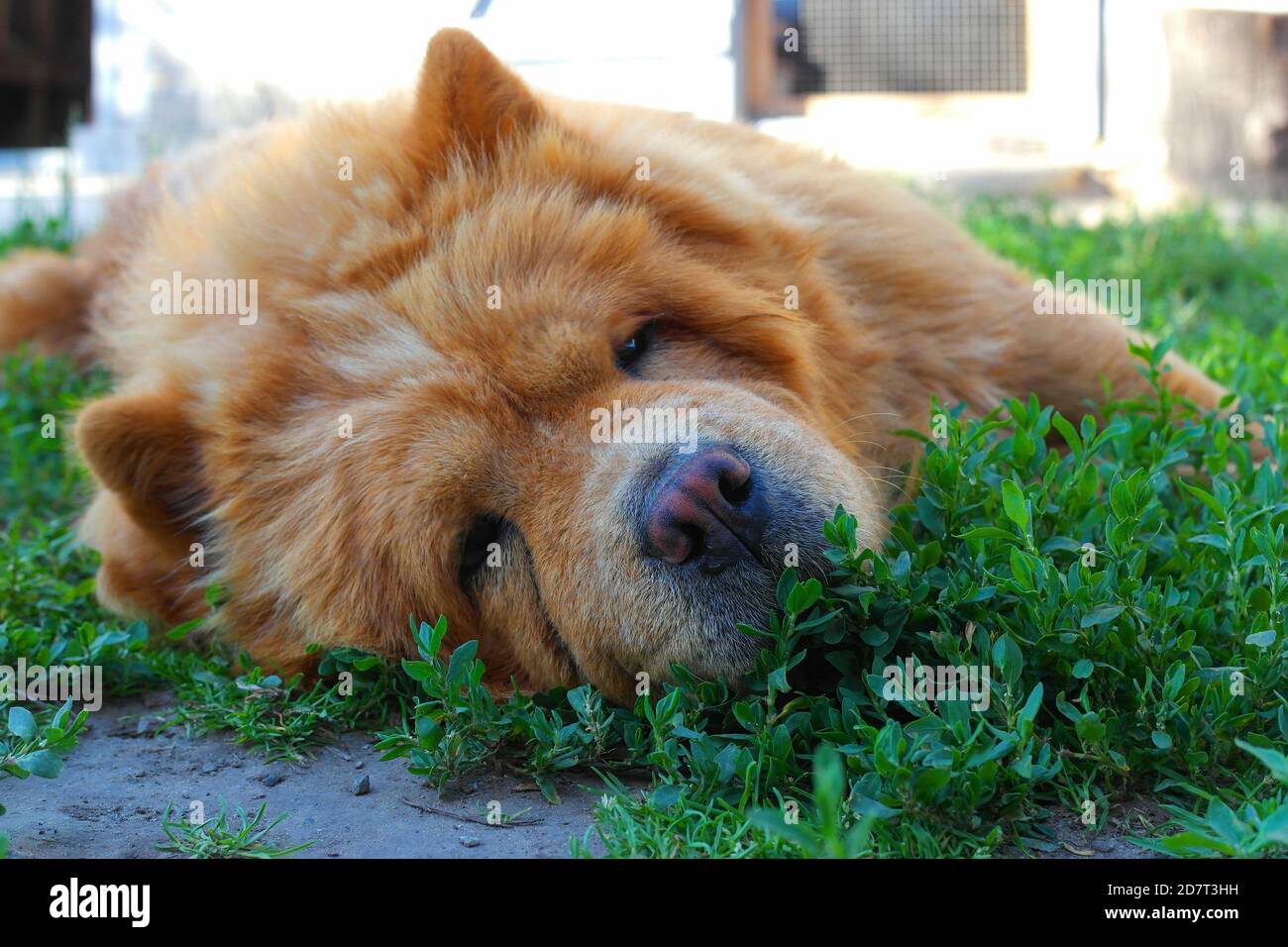 Dog red chow chow lies on the grass Stock Photo