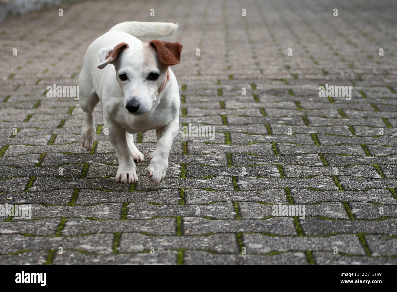 Do All Jack Russells Have Floppy Ears