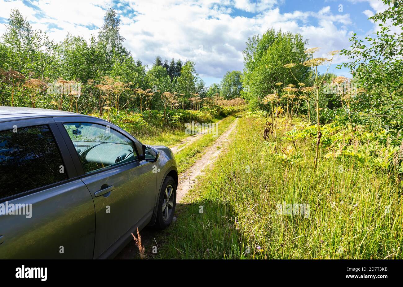 Novgorod, Russia - July 27, 2020: Nissan Qashqai vehicle on the rural road and the toxic hogweed in summer sunny day Stock Photo