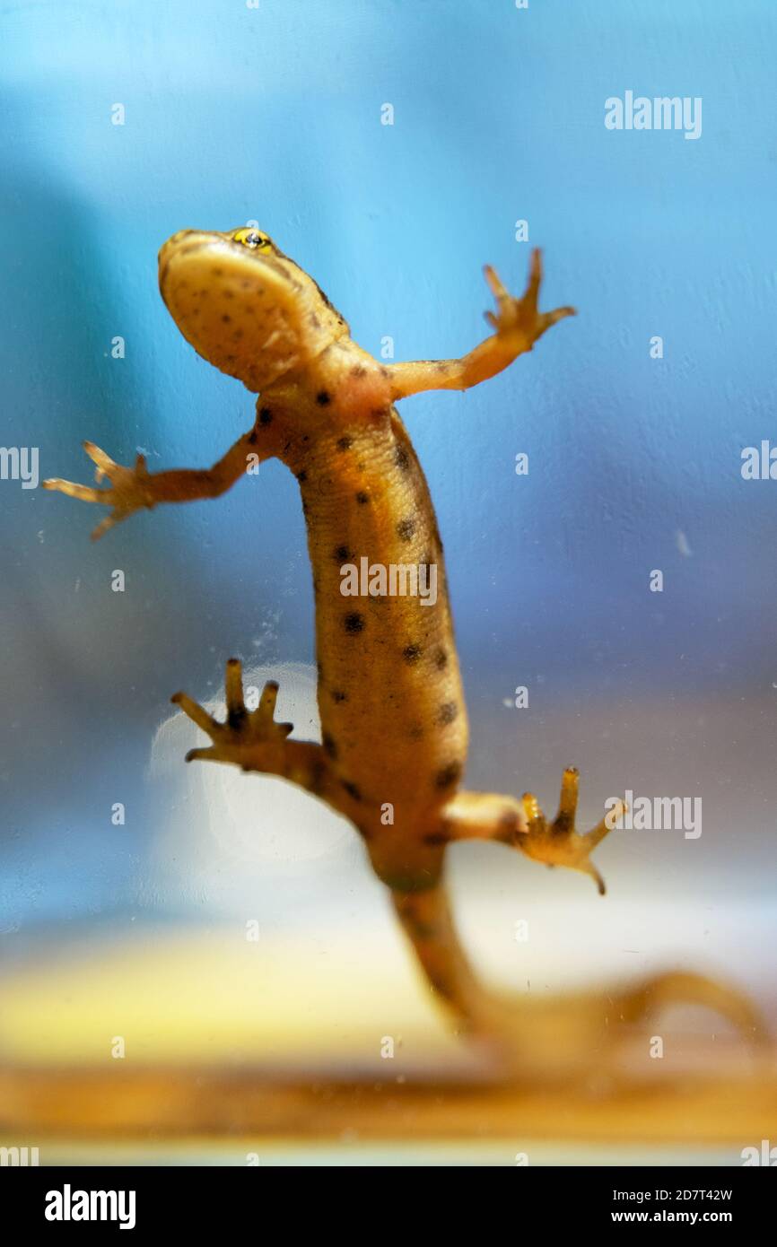 Curious lizard on glass window looking in from outside. Vertical, full frame, copy space, color photograph. Stock Photo