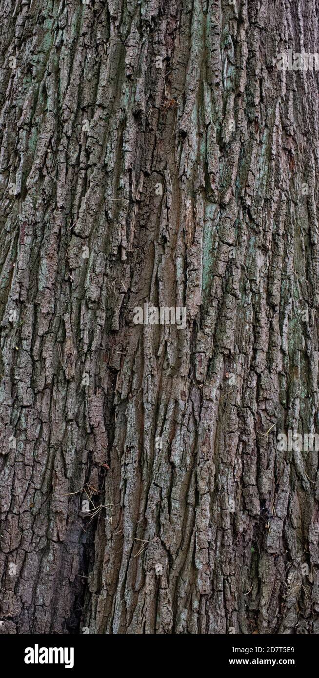 Eldar tree bark Stock Photo