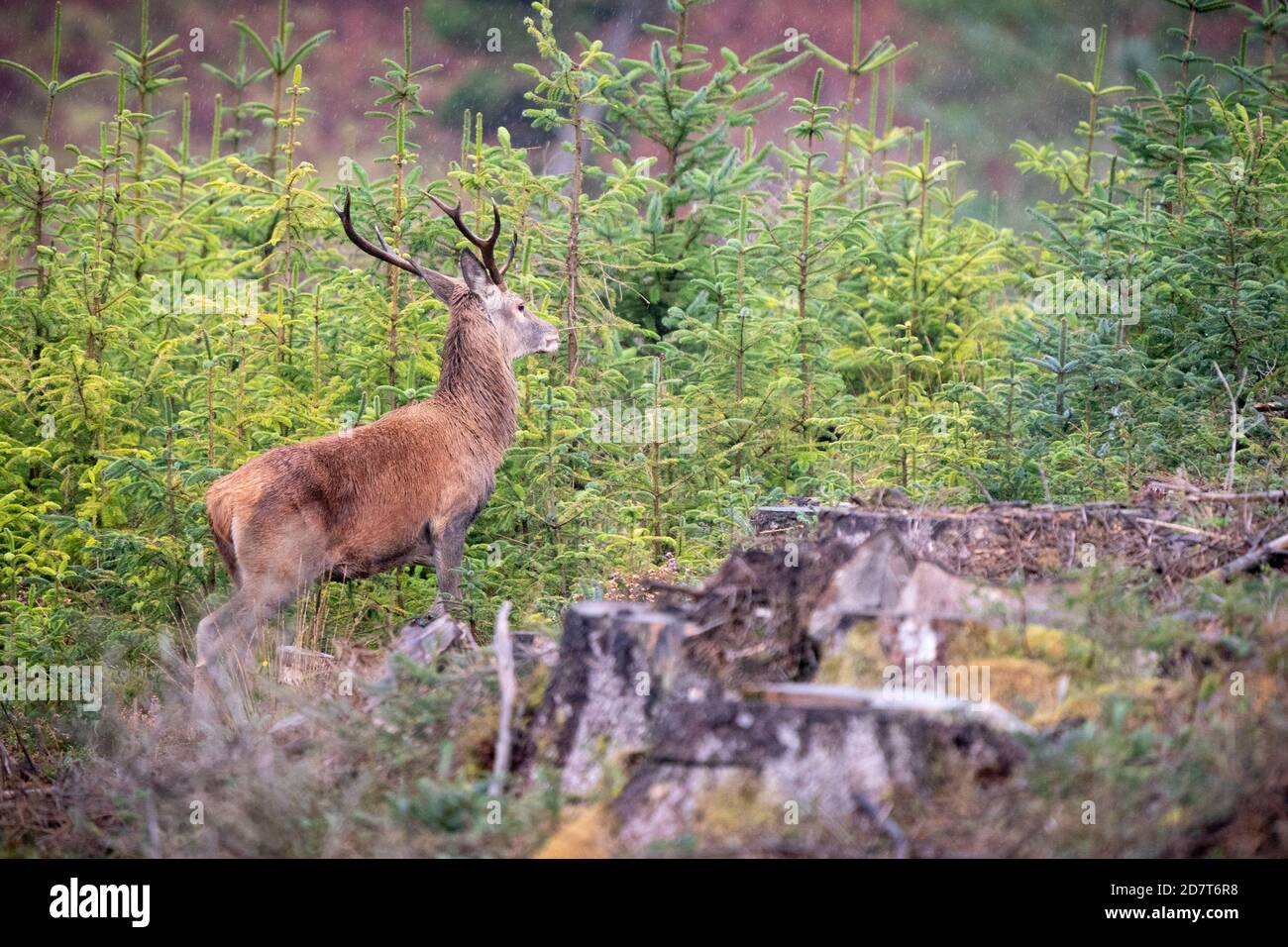 Red Deer stag in forest Stock Photo