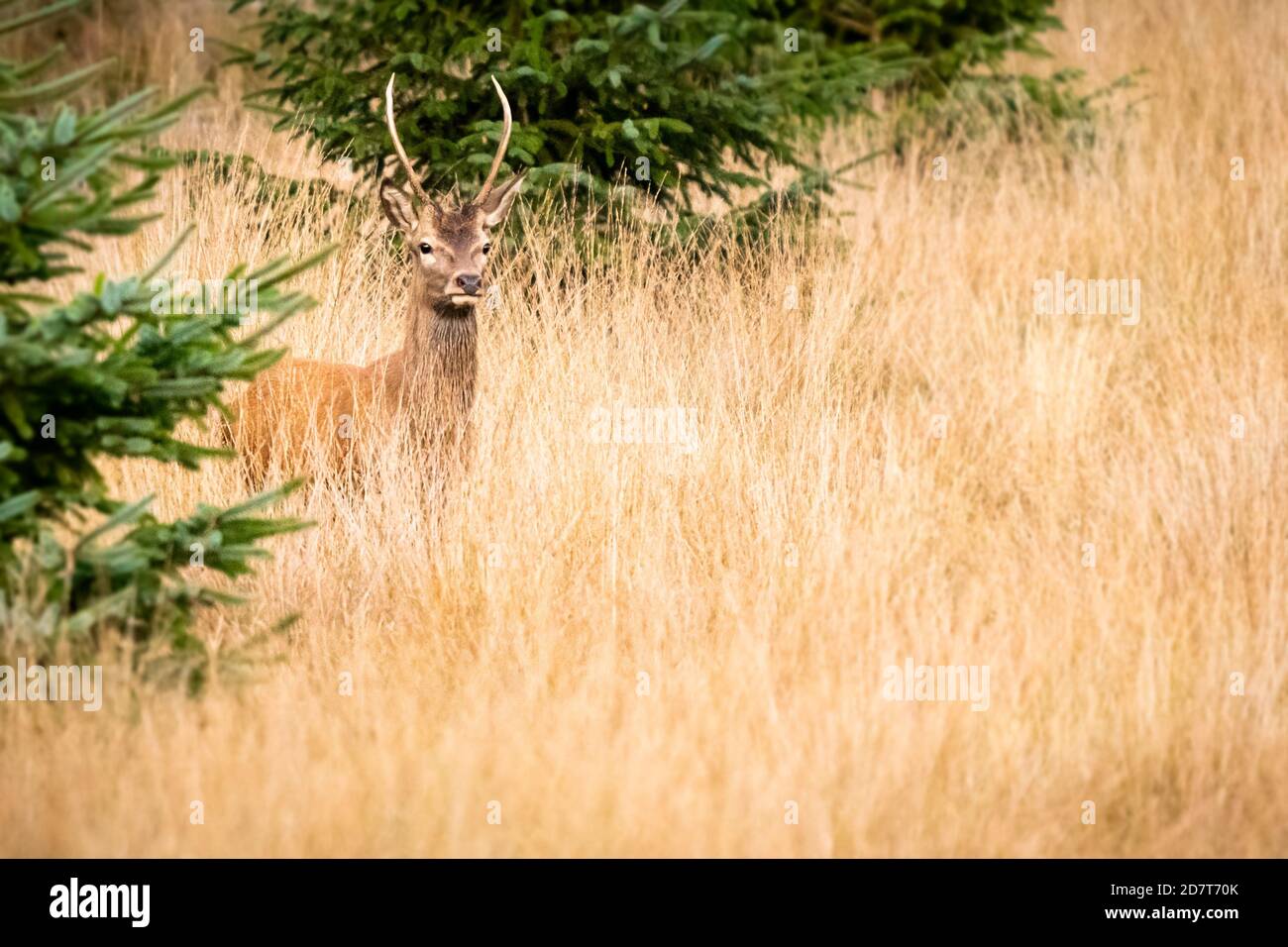 red deer in long grass on the edge of the forest Stock Photo