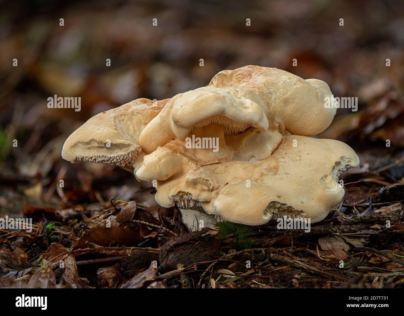 woodland fungi, Dumfries, SW Scotland Stock Photo Alamy