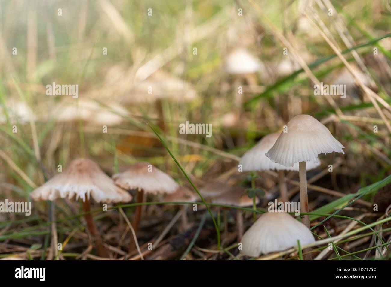 Group of earthy inocybe wild poisonous mushrooms closeup in autumn nature. Stock Photo