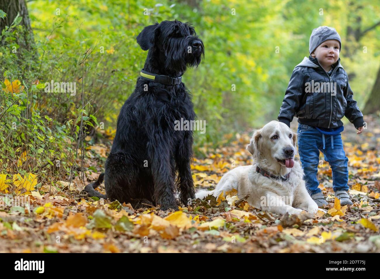golden schnauzer