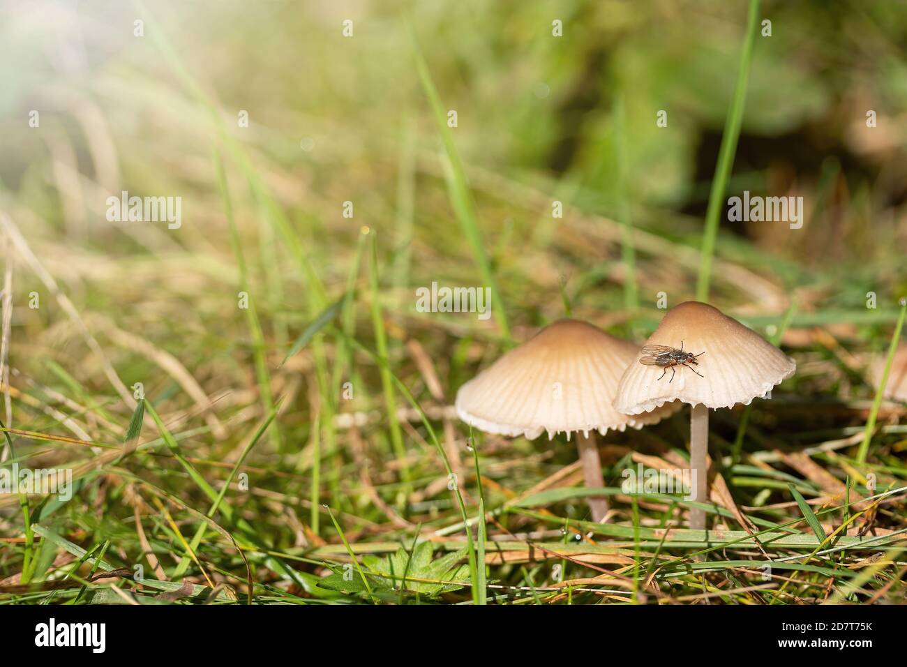 Pair of earthy inocybe wild poisonous mushrooms with insect on the cap. Stock Photo