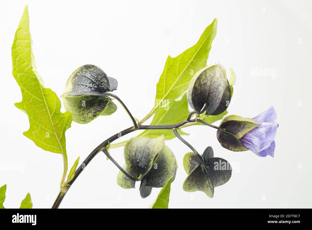 A flowering example of the Shoo-fly plant, Nicandra physalodes, that was found growing next to a road. It is native to South America. White background Stock Photo