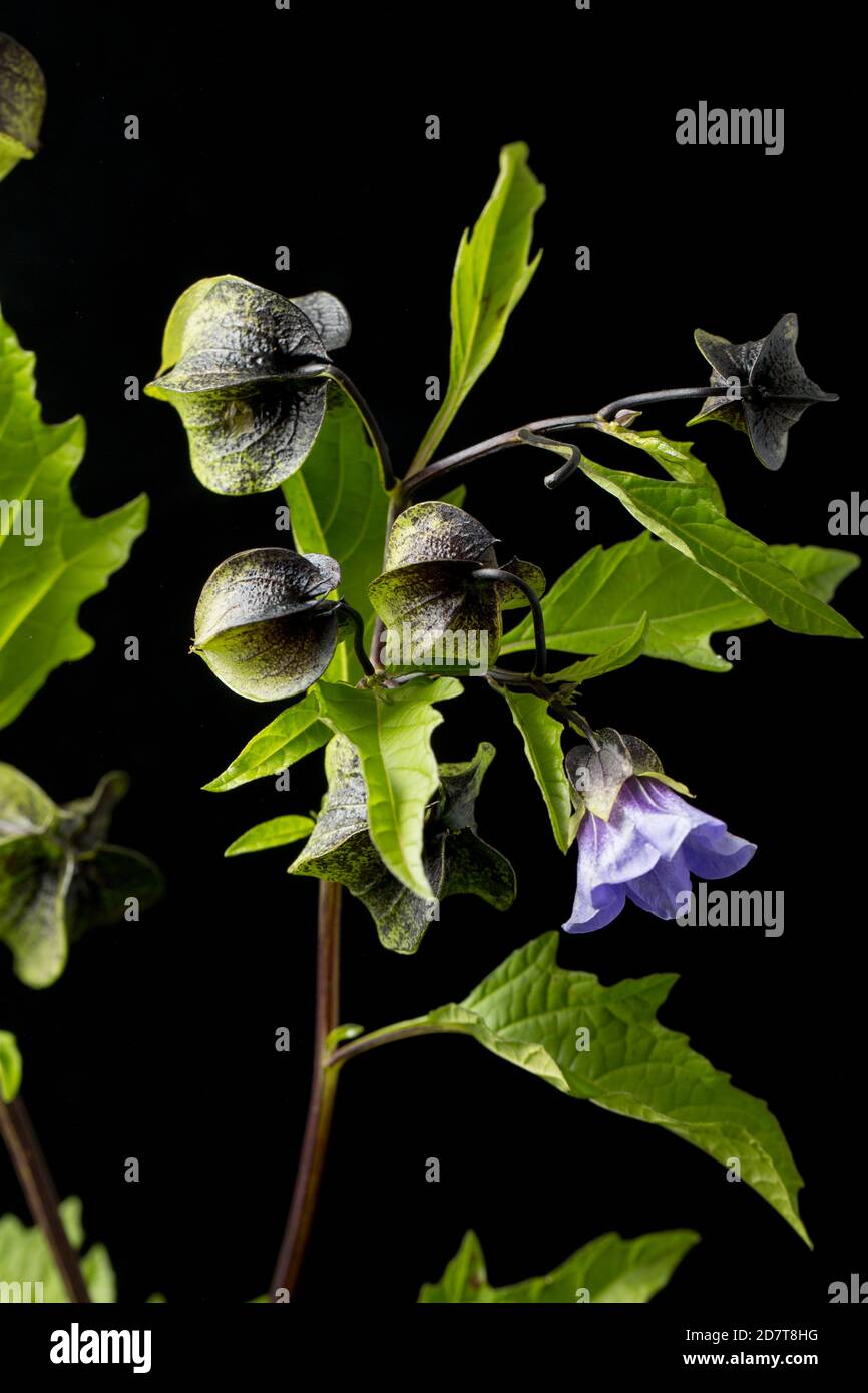A flowering example of the Shoo-fly plant, Nicandra physalodes, that was found growing next to a road. It is native to South America. Black background Stock Photo
