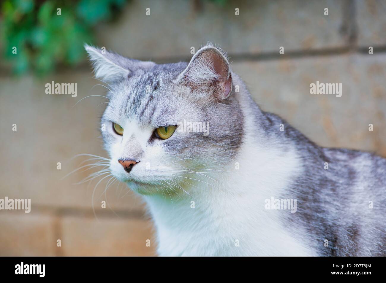portrait of a white gray cat against wall background Stock Photo