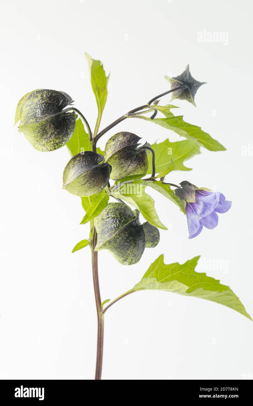 A flowering example of the Shoo-fly plant, Nicandra physalodes, that was found growing next to a road. It is native to South America. White background Stock Photo