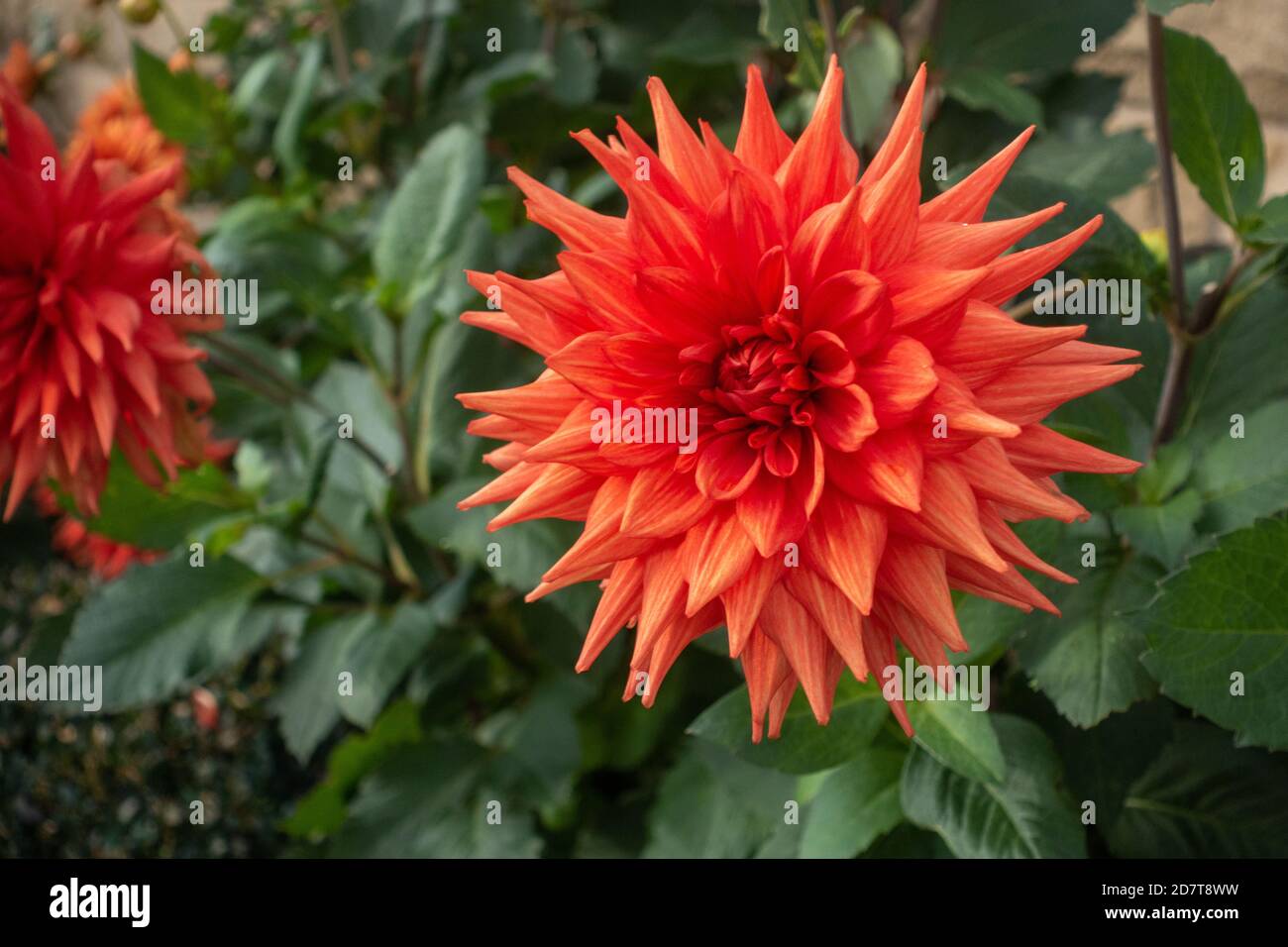 Close-up of the orange coloured Dahlia flower head Stock Photo