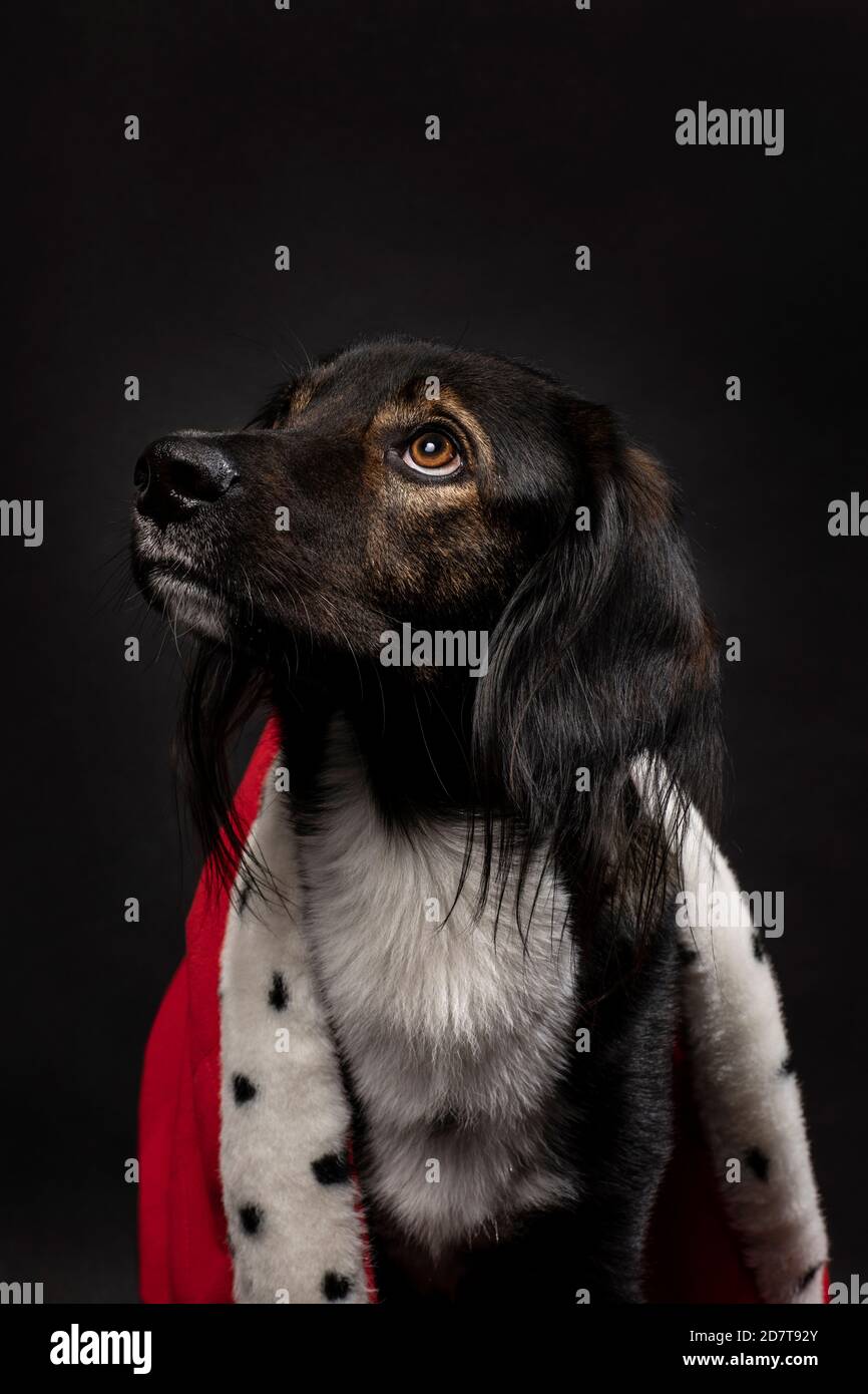 Royal dog wearing a red mantle on a dark black background. A portrait of a cute looking doggie looking up. King, queen, vertical studio shot Stock Photo